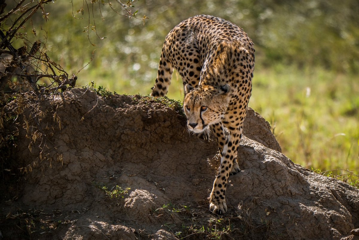 Cheetah (гепард)