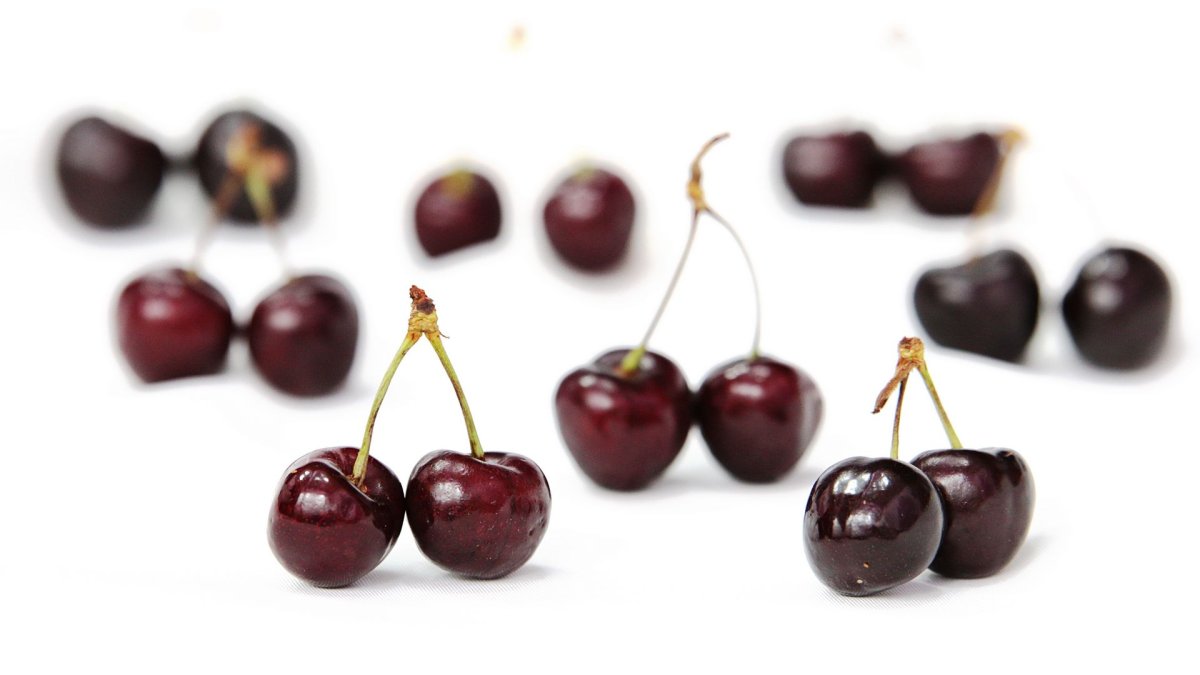 Morello Cherry