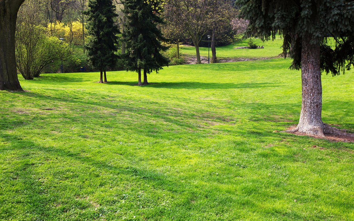 Газон Lawn Park
