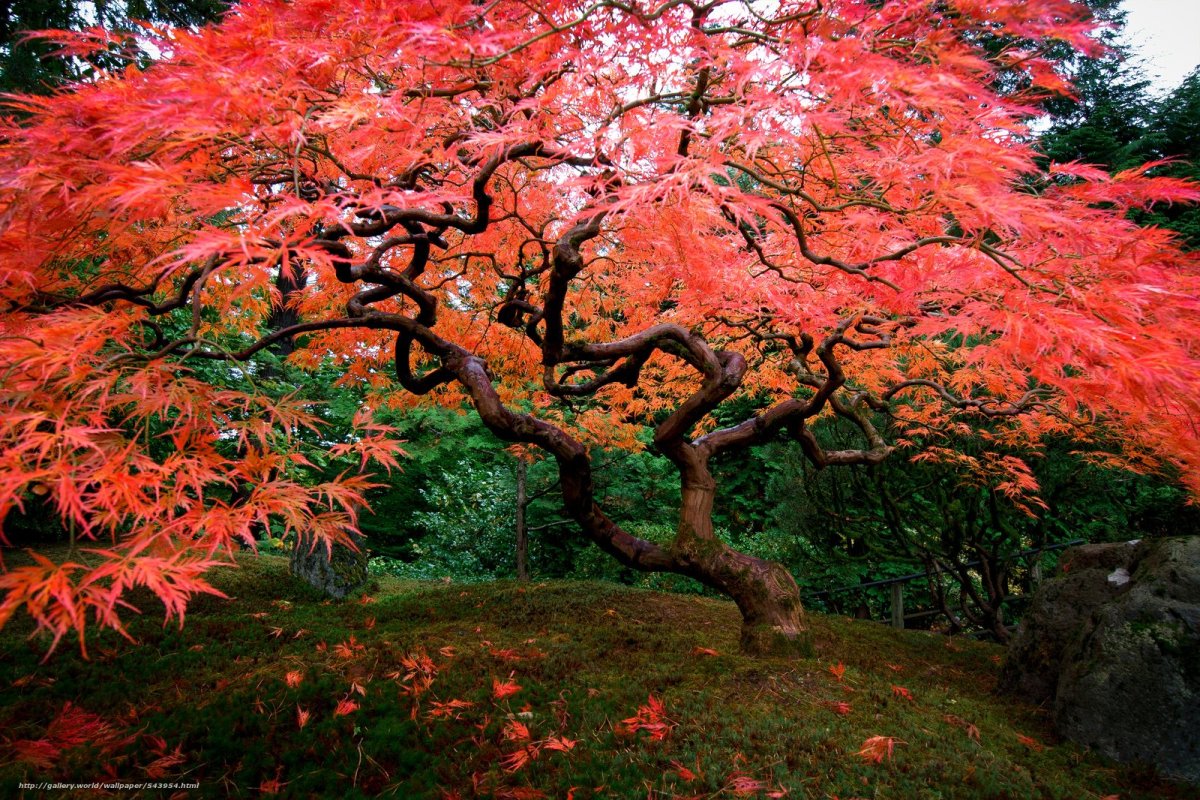 Клен японский Acer japonicum