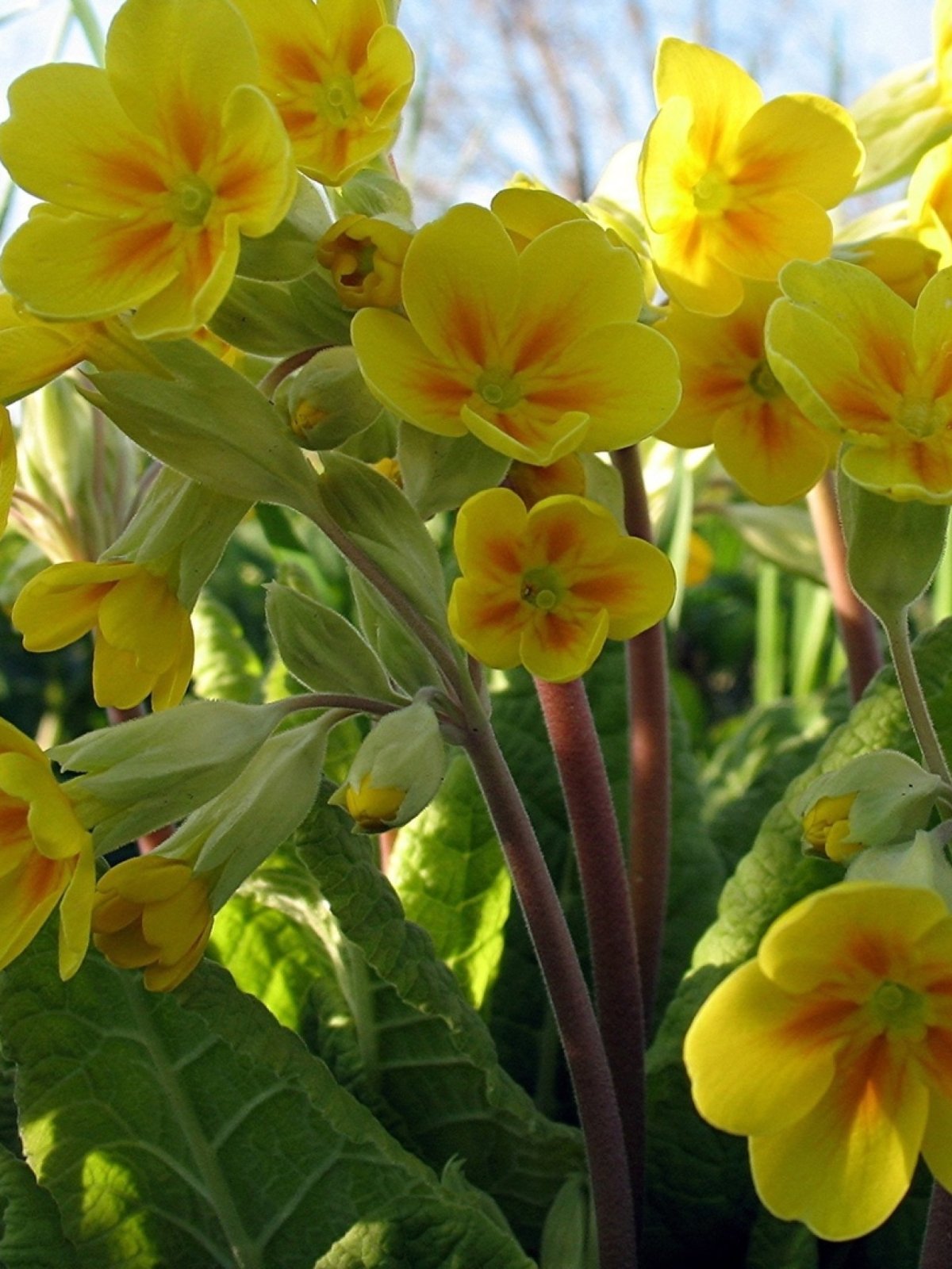 Примула Primula Oakleaf Yellow Picotee