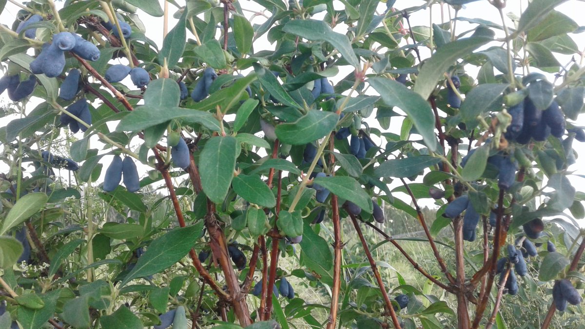 Жимолость съедобная (Lonicera edulis)