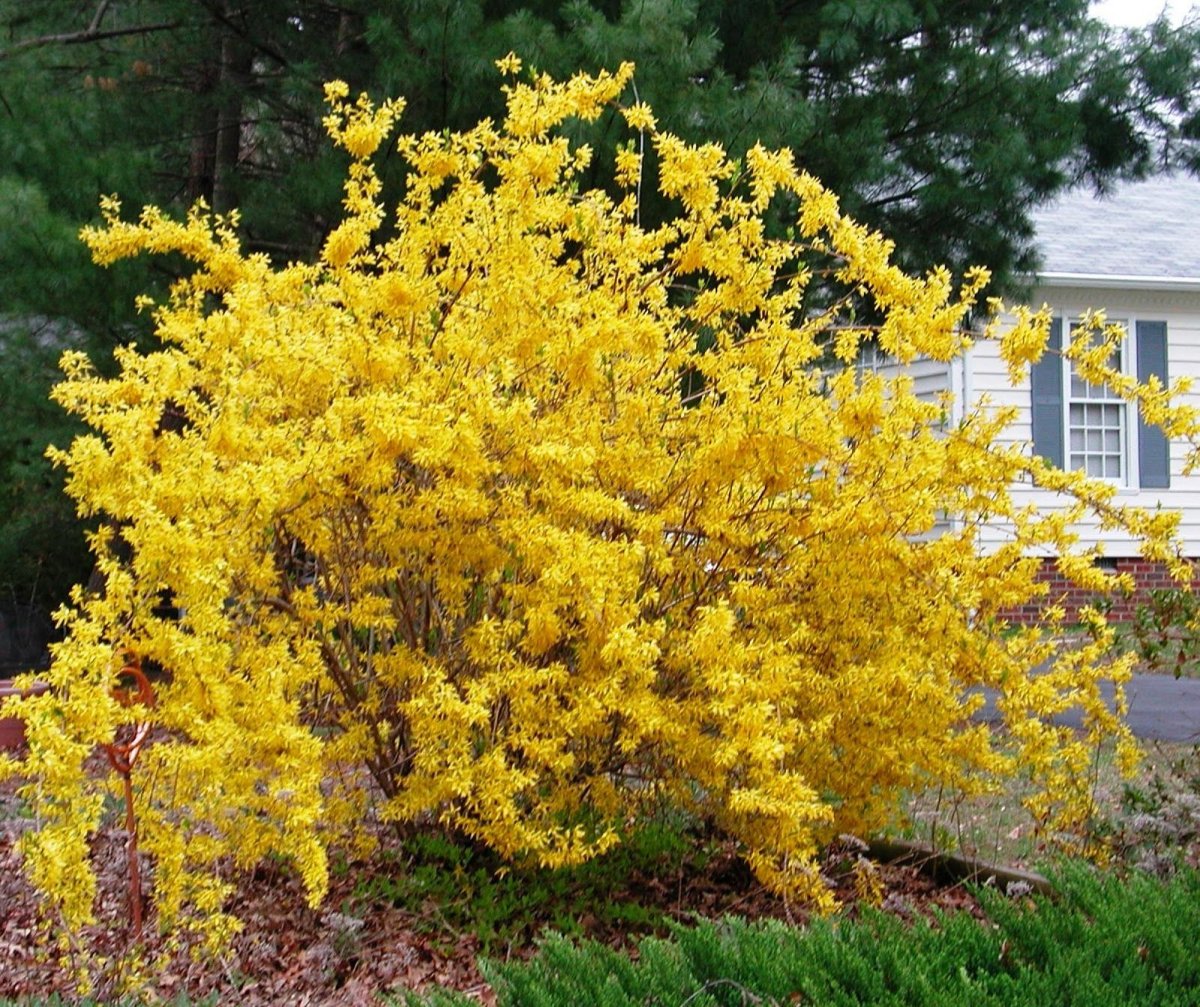 Форзиция промежуточная (Forsythia Intermedia Lynwood c2