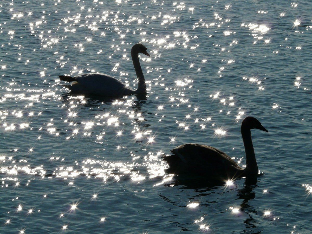 Черный лебедь на воде