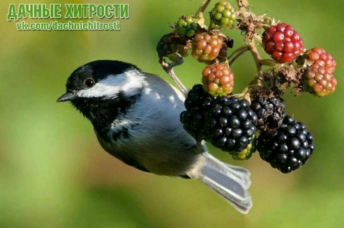 Птицы склевывают ягоды