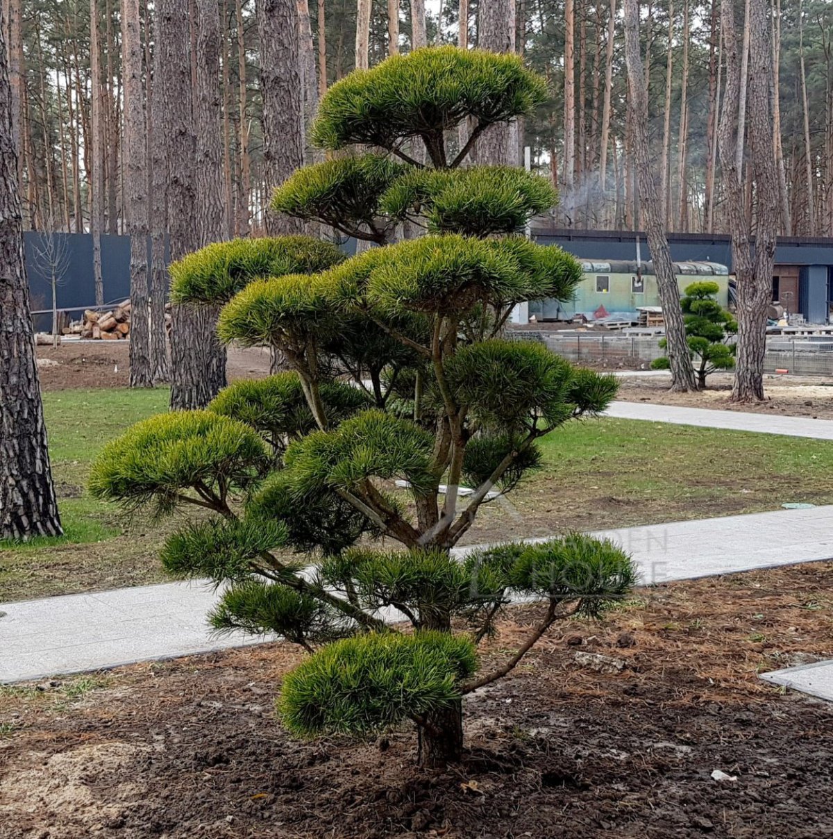 Сосна Веймутова ниваки