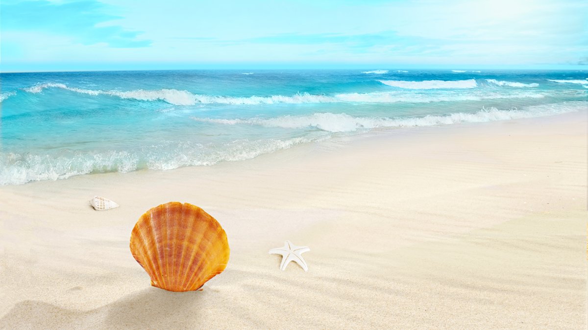 Sand Beach с ракушкой