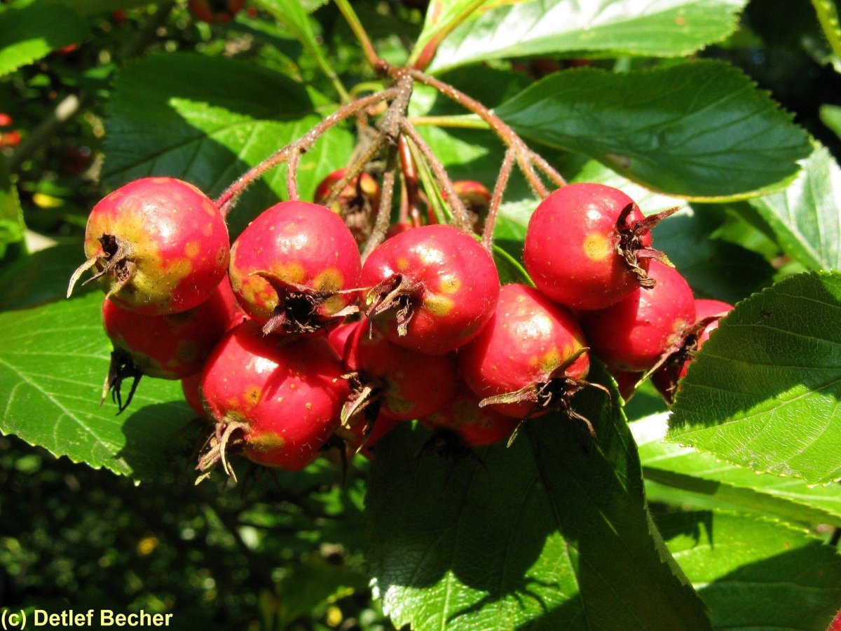 Scarlet Fruit