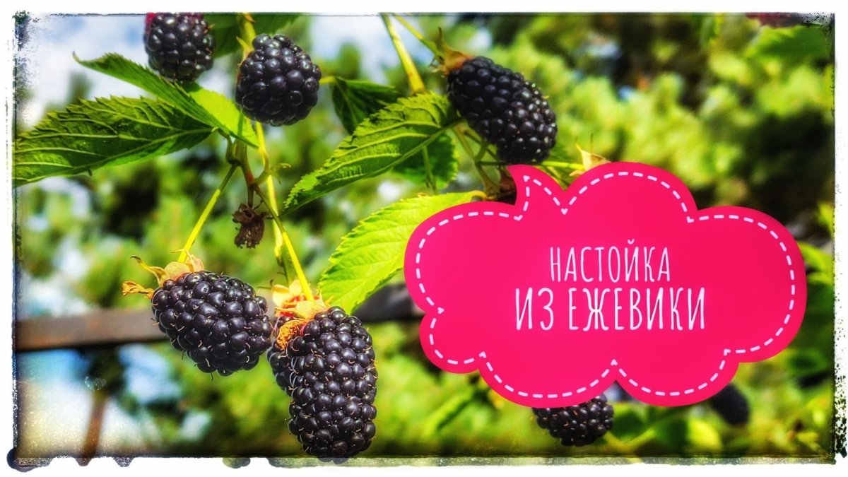 Пятерочка ежевика настойка