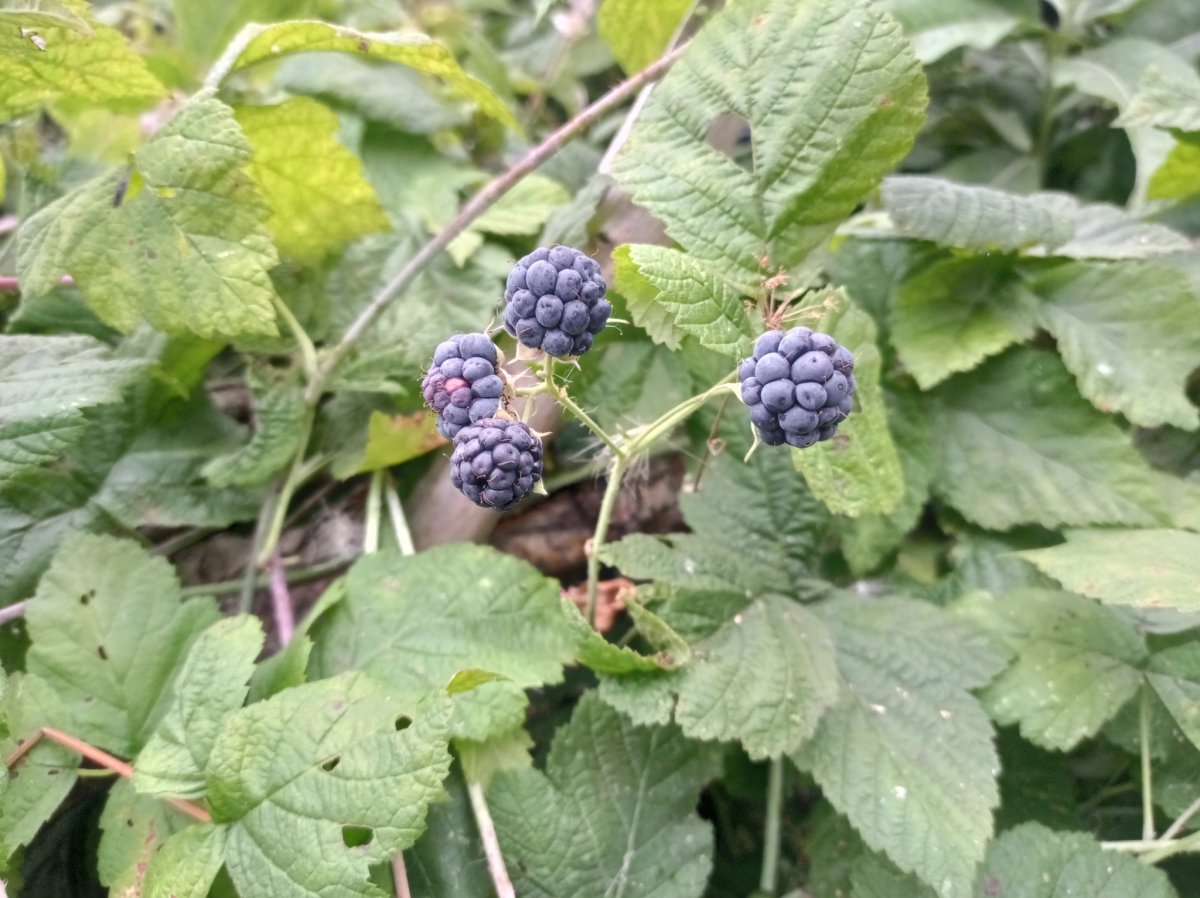 Ежевика сизая Rubus Caesius