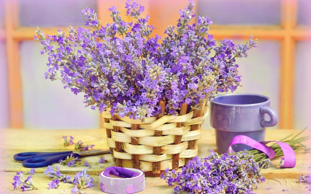 Лаванда обои