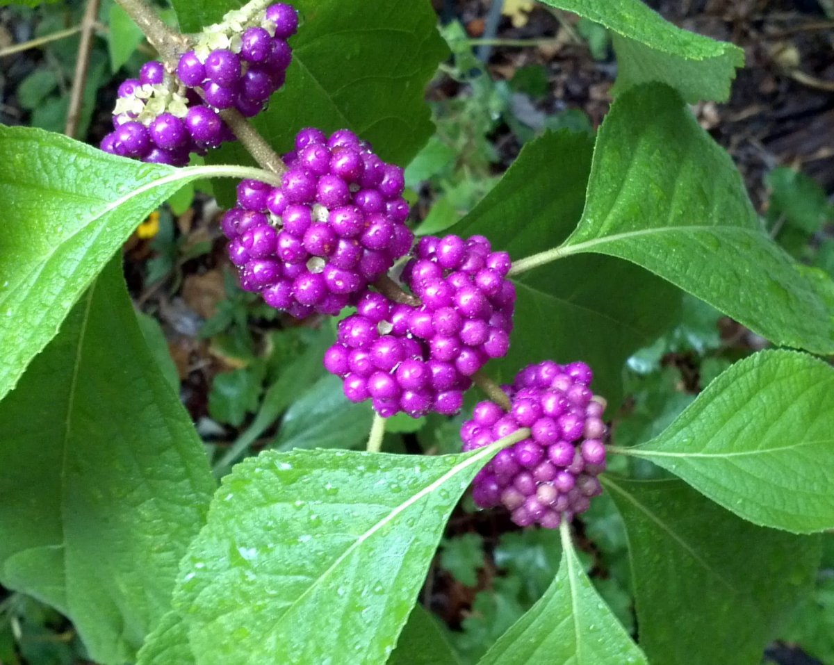 Callicarpa japonica