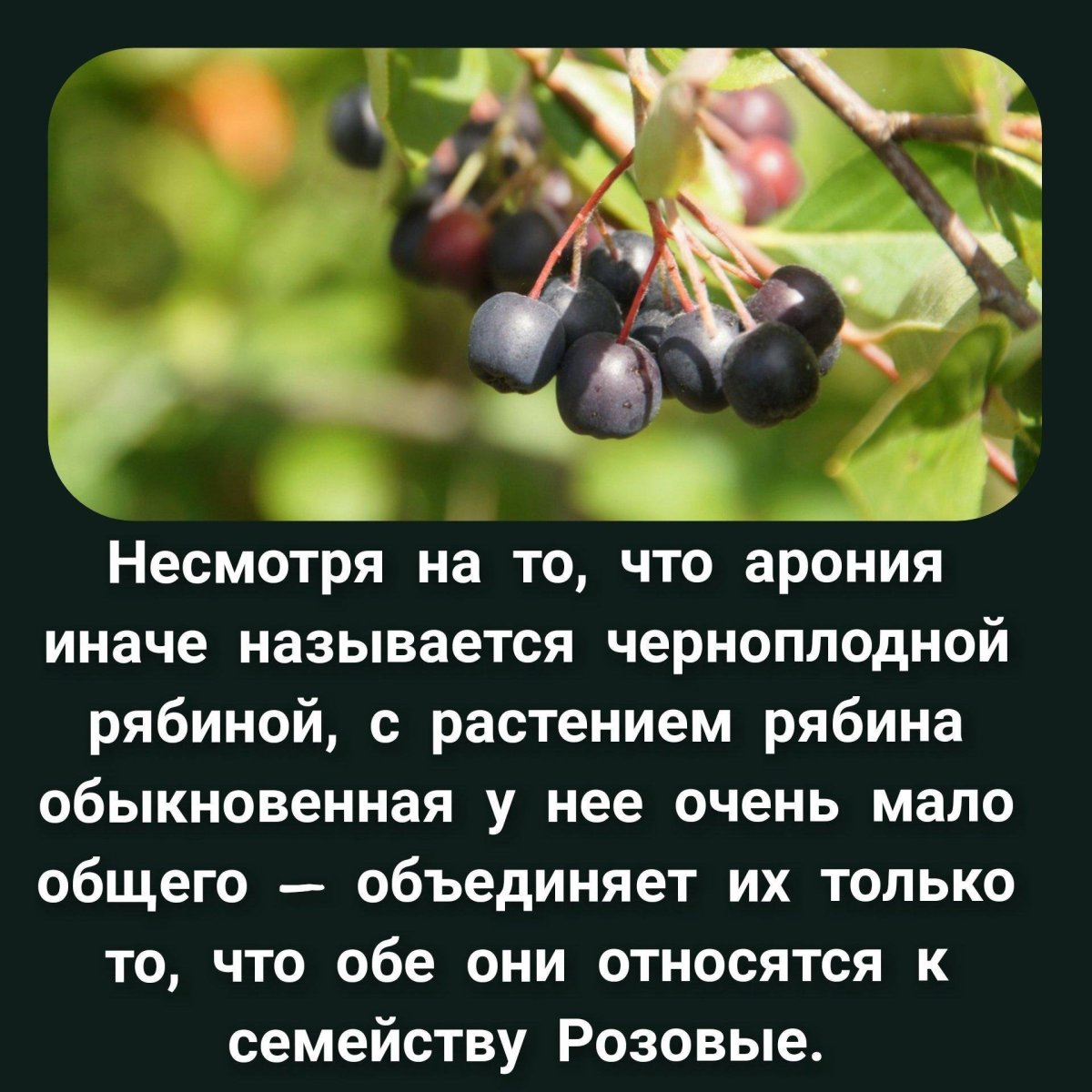 Арония интересные факты