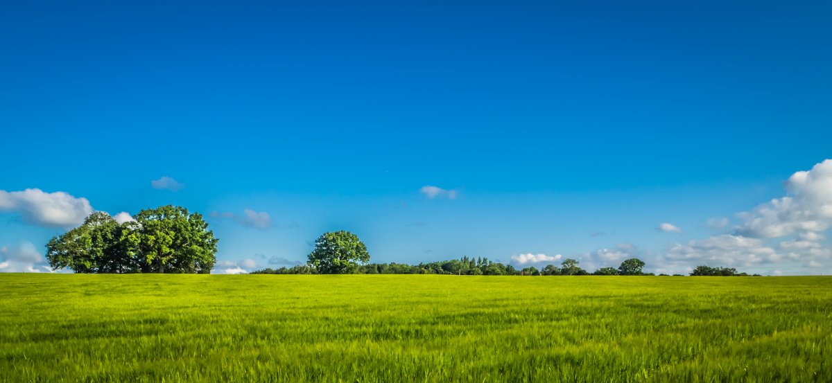 Панорама поля и леса