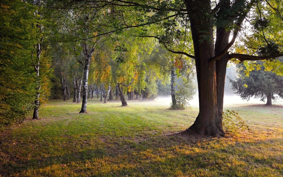 Пейзаж лес