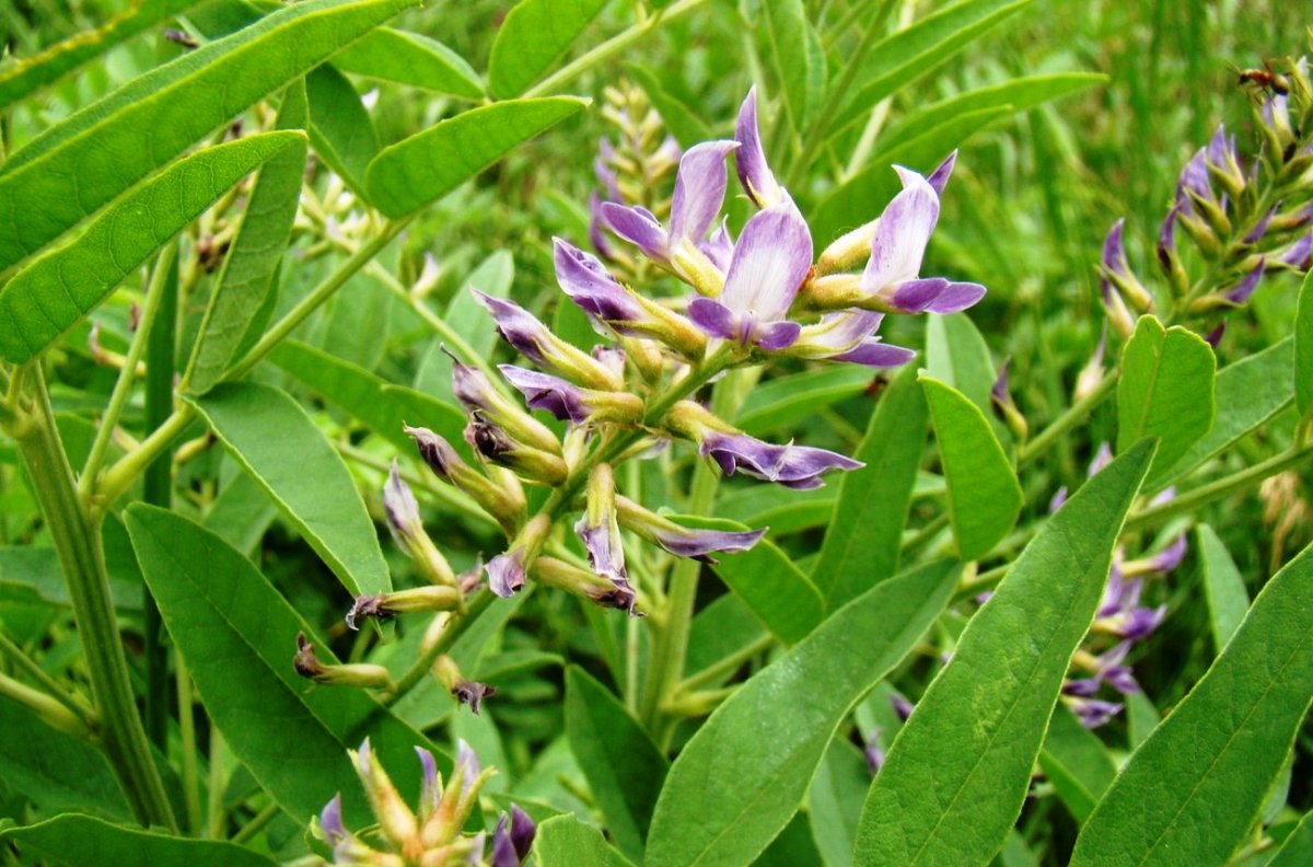 Солодка Glycyrrhiza glabra
