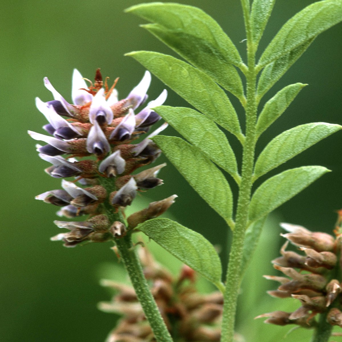 Glycyrrhiza glabra