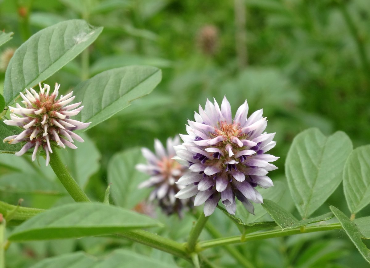 Glycyrrhiza glabra