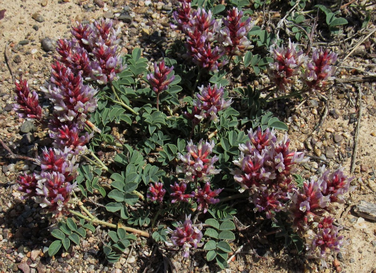 Солодка Уральская (Glycyrrhiza uralensis)