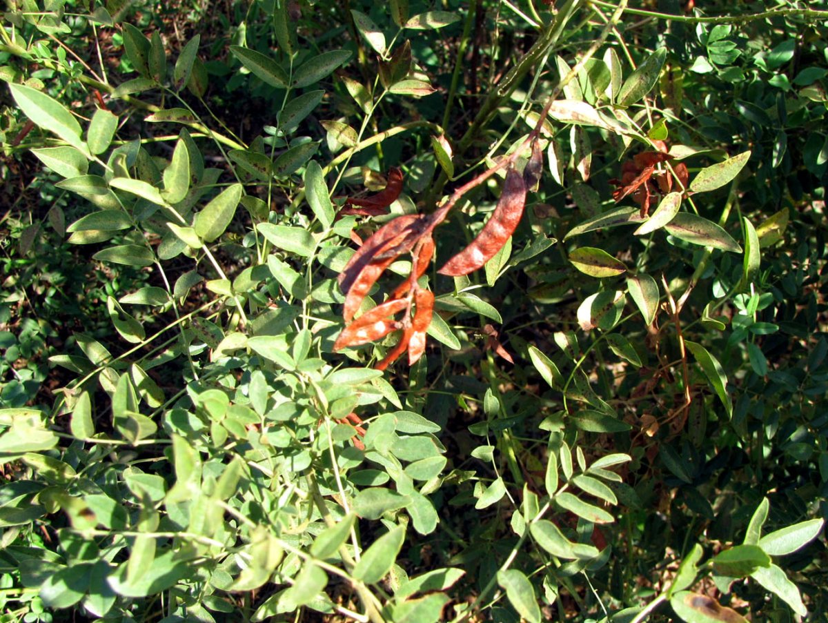 Glycyrrhiza glabra плод