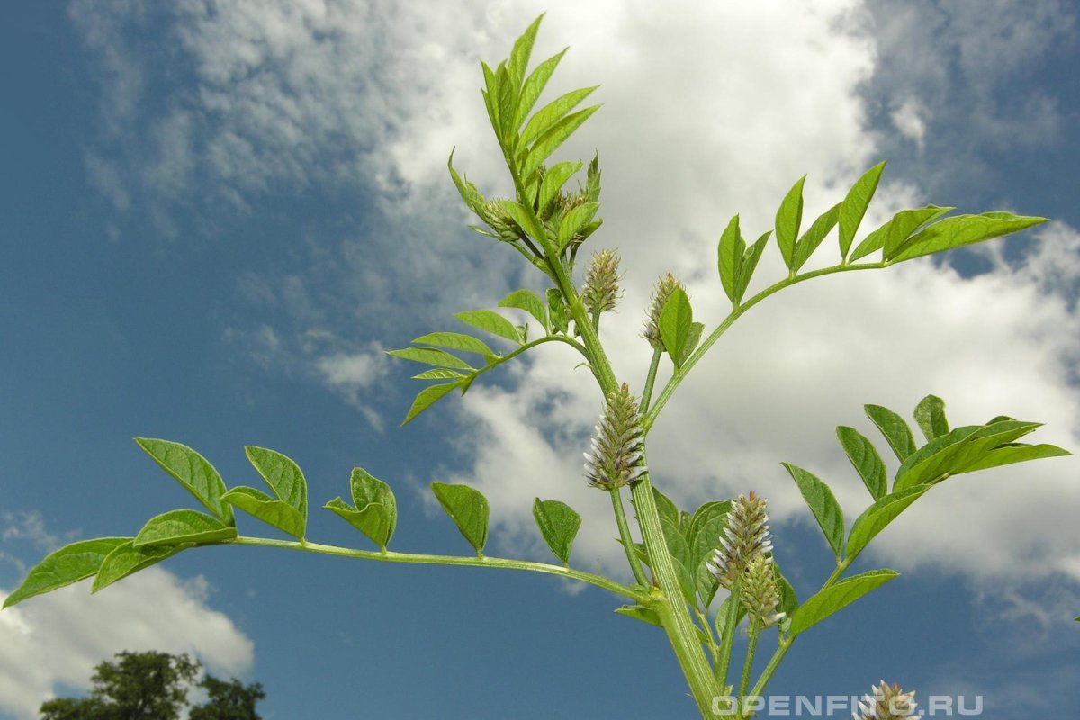Glycyrrhiza glabra