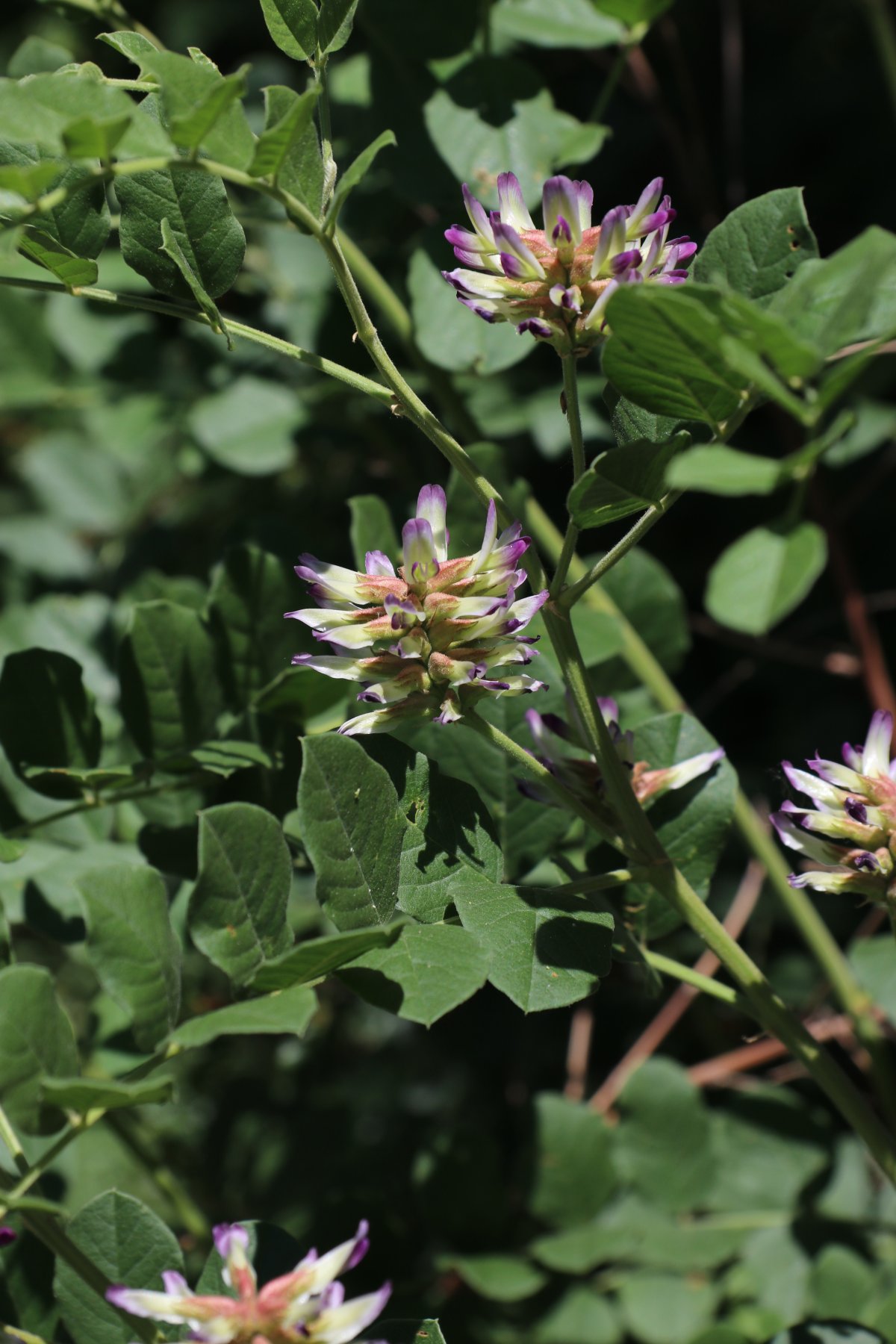 Солодка Уральская (Glycyrrhiza uralensis)
