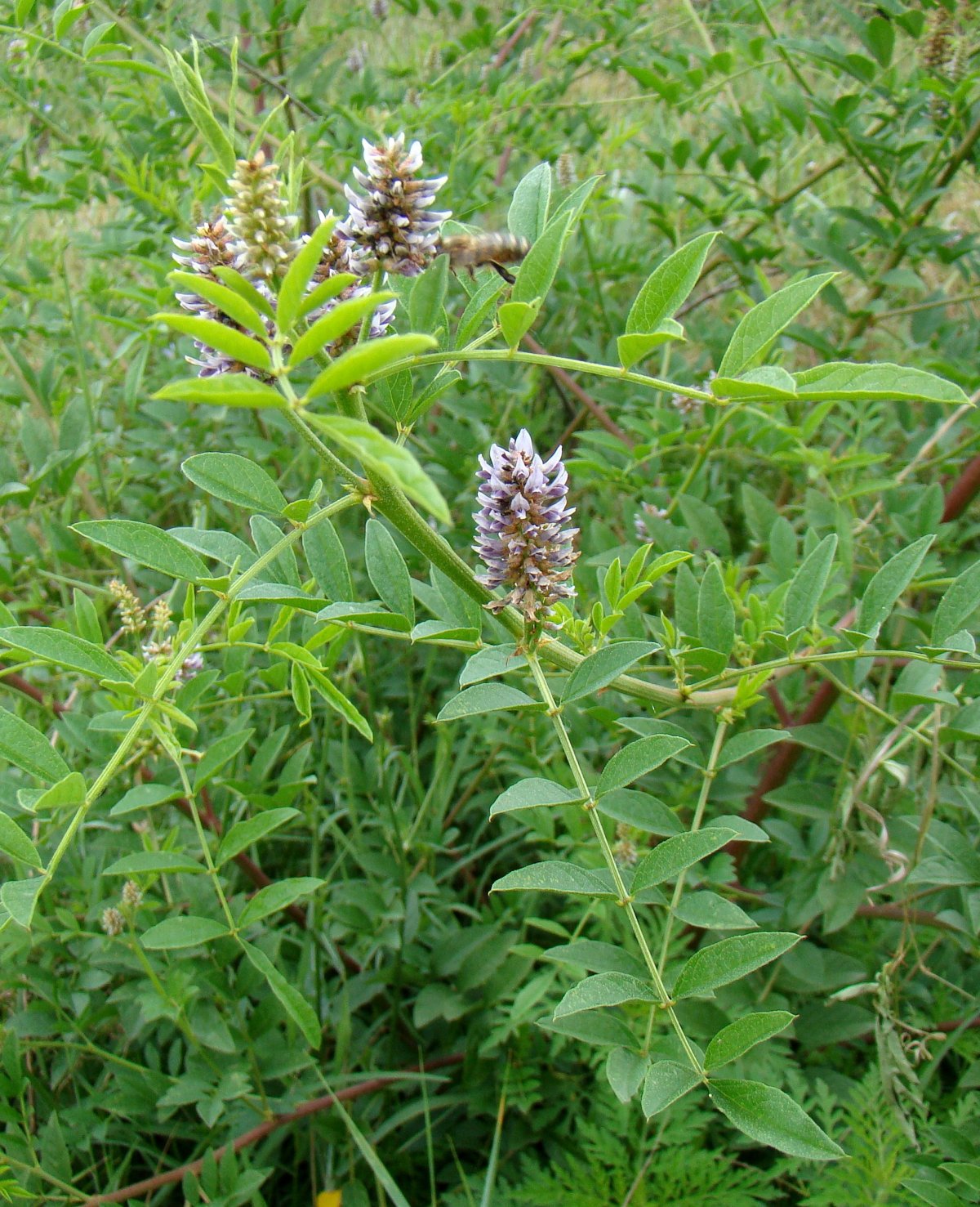 Glycyrrhiza echinata