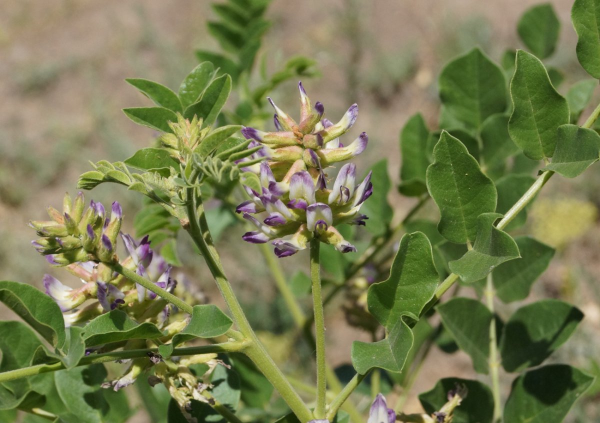 Солодка Уральская (Glycyrrhiza uralensis)