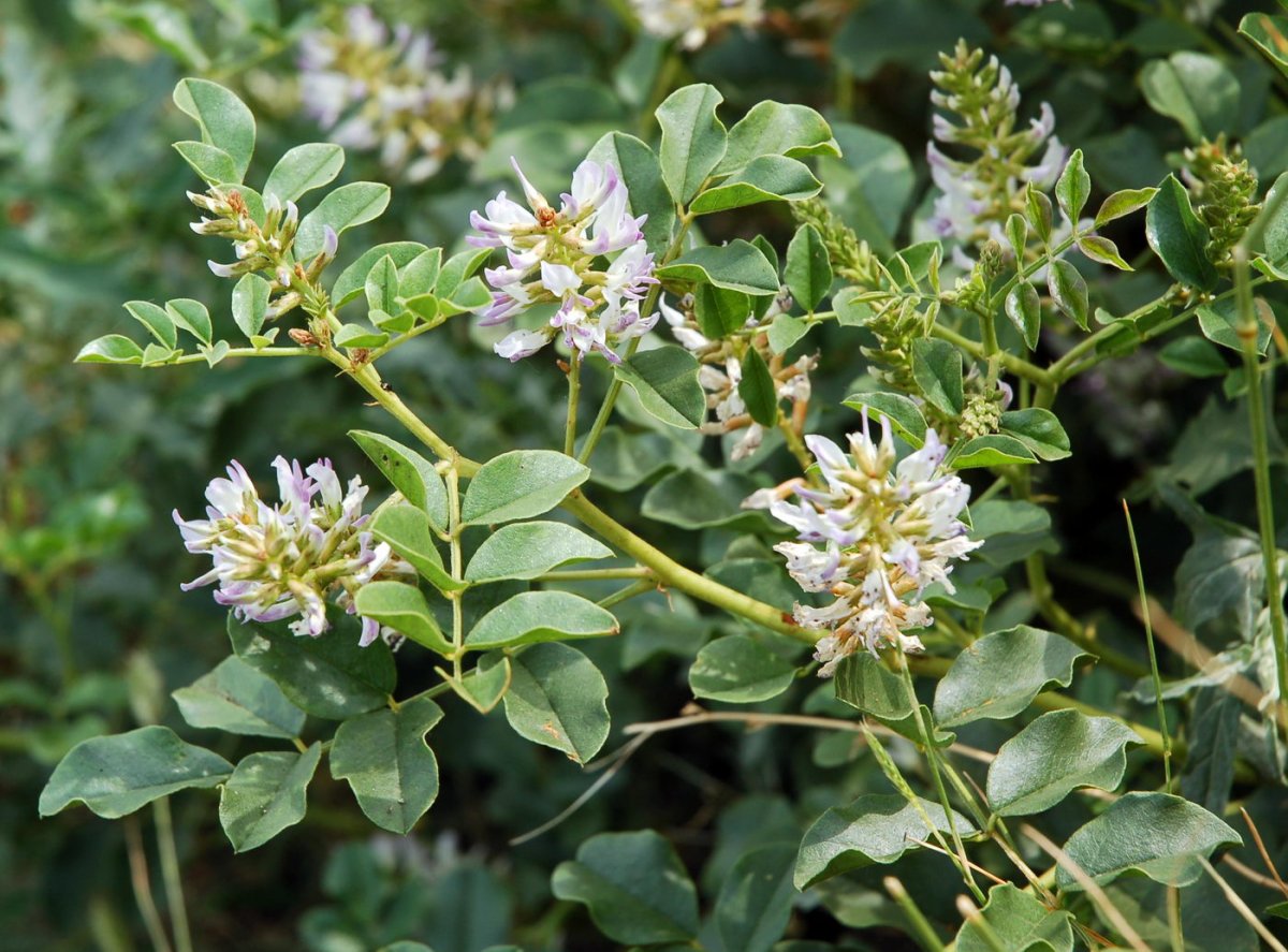 Солодка Уральская (Glycyrrhiza uralensis)