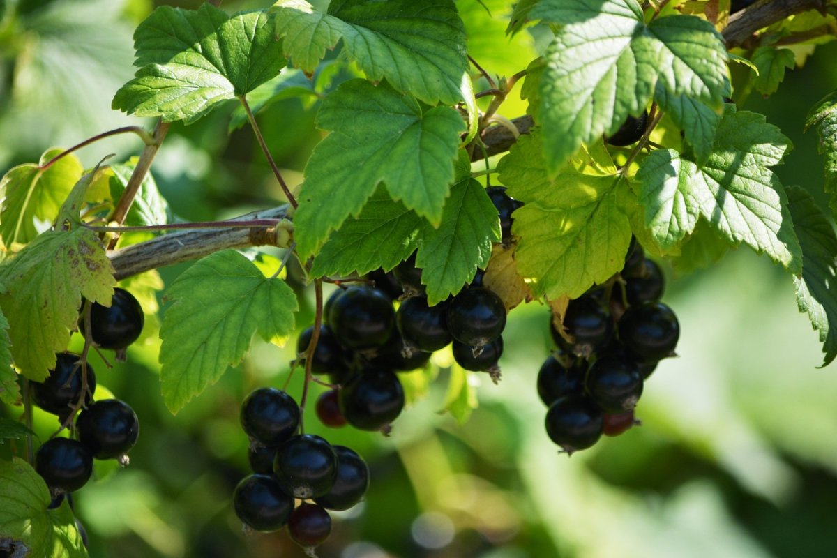 Смородина (ribes)