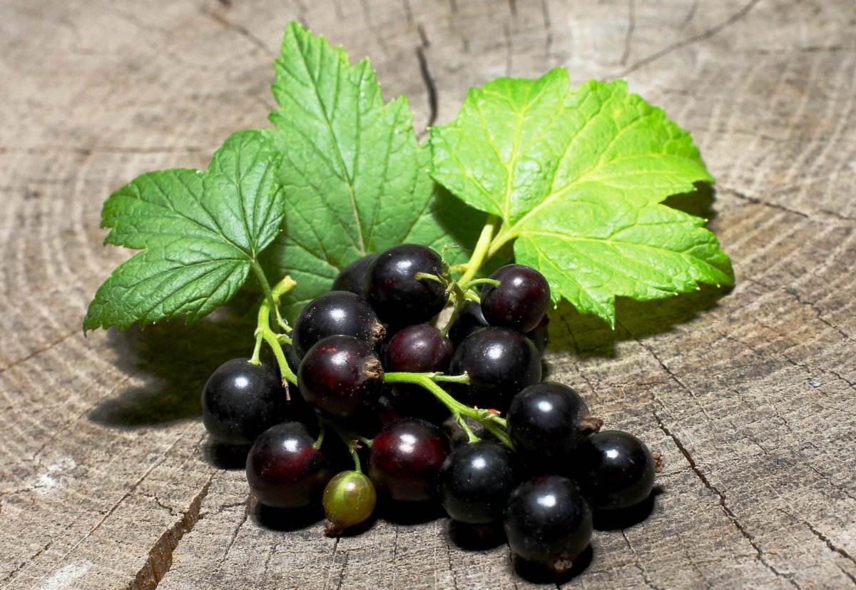Смородина (ribes)