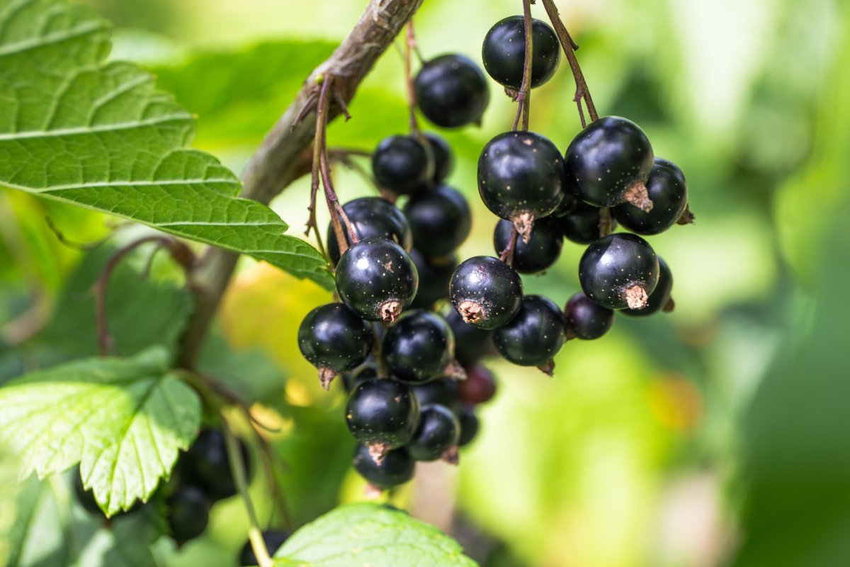 Смородина черная (ribes nigrum l.)