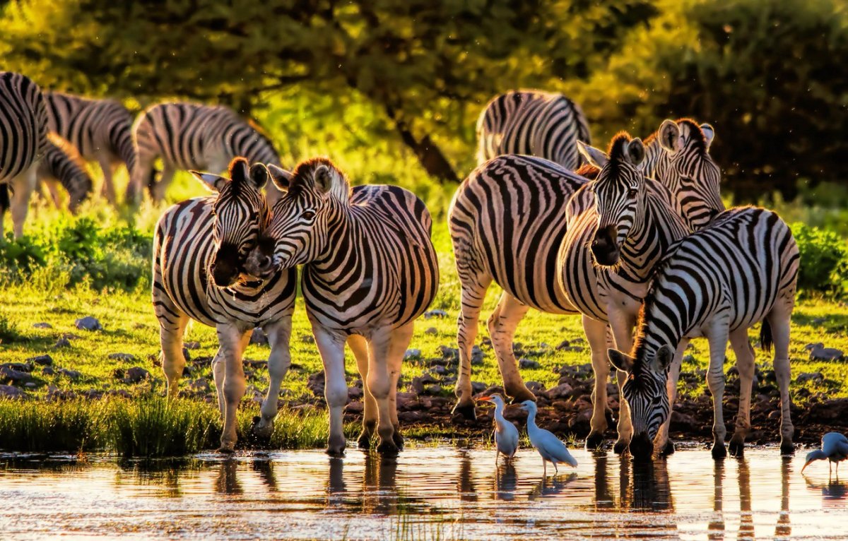 Really Wild animals