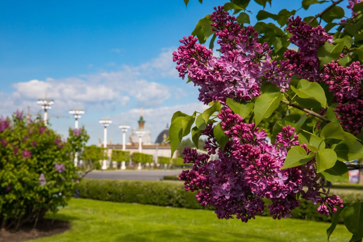 Сирень Колесникова ВДНХ