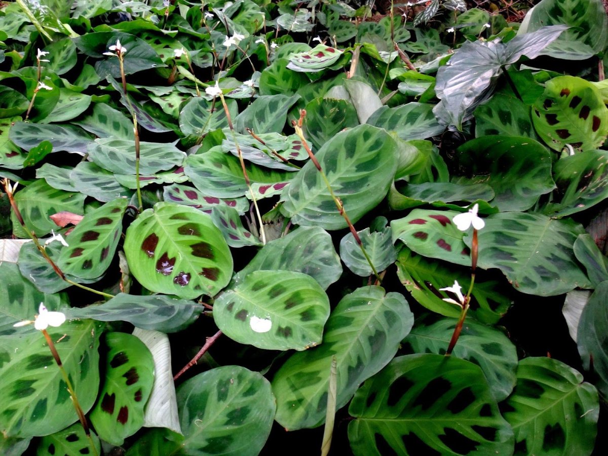 Гибба (Maranta Gibba).
