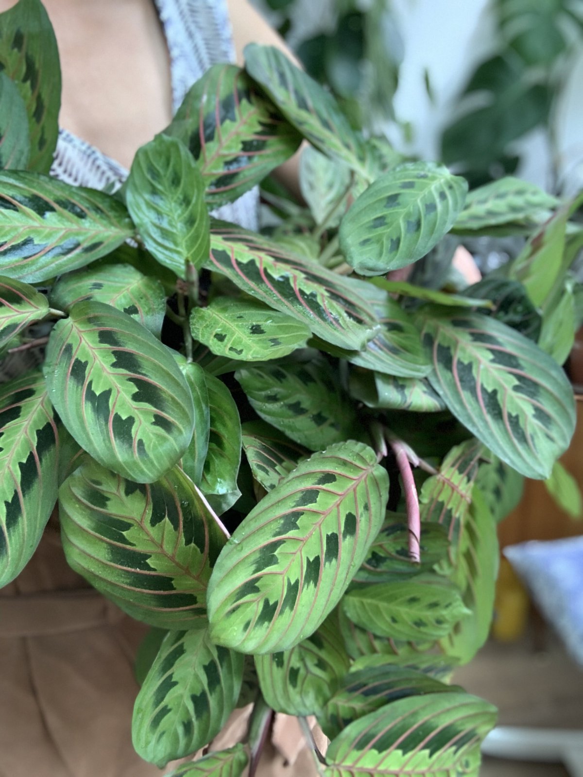 Maranta leuconeura
