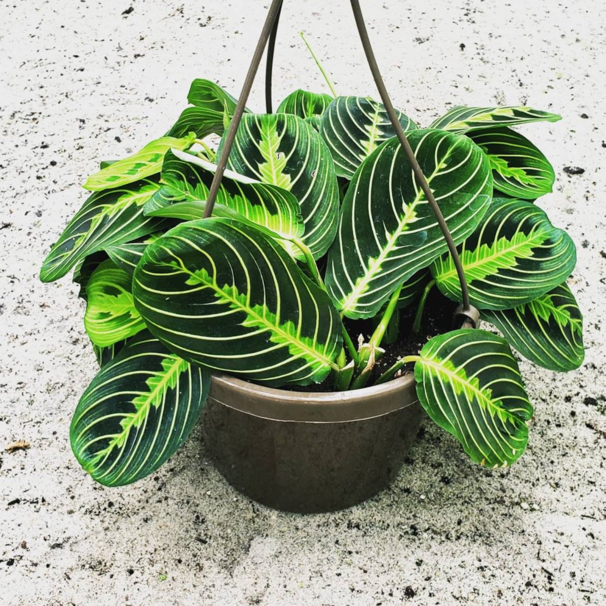 Маранта leuconeura