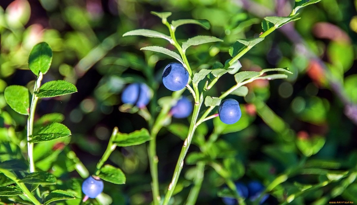Vaccinium myrtillus листья