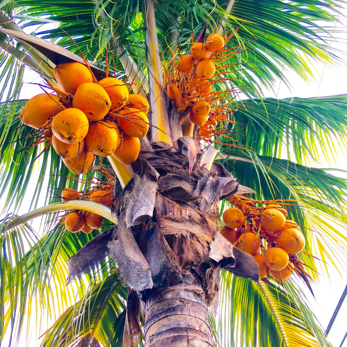 Кокосовая Пальма (Cocos nucifera)