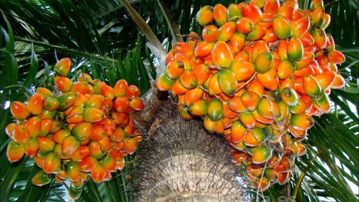Персиковая Пальма (Bactris gasipaes) плоды