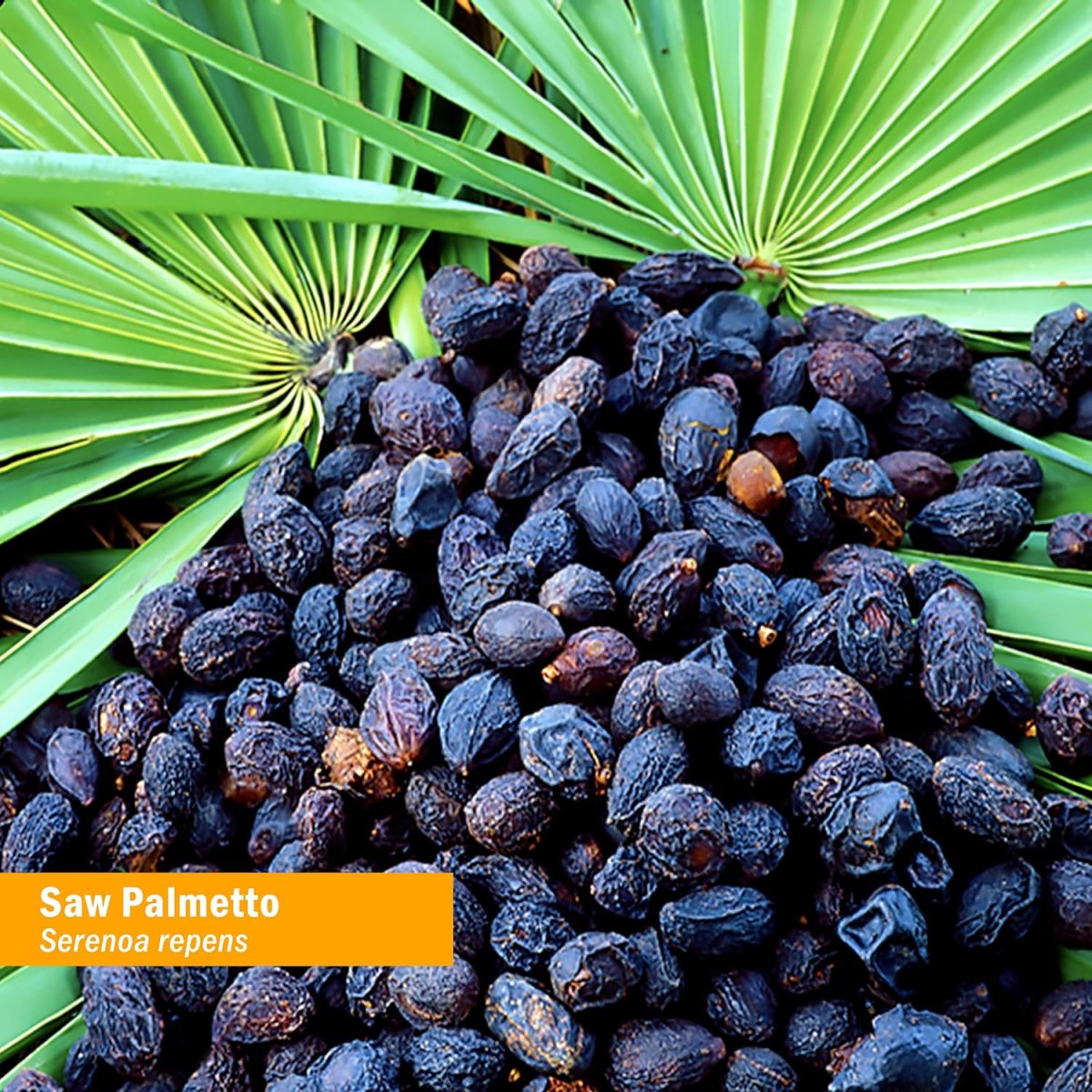 Сабаль сереноа Пальма ползучая Palmetto Serenoa