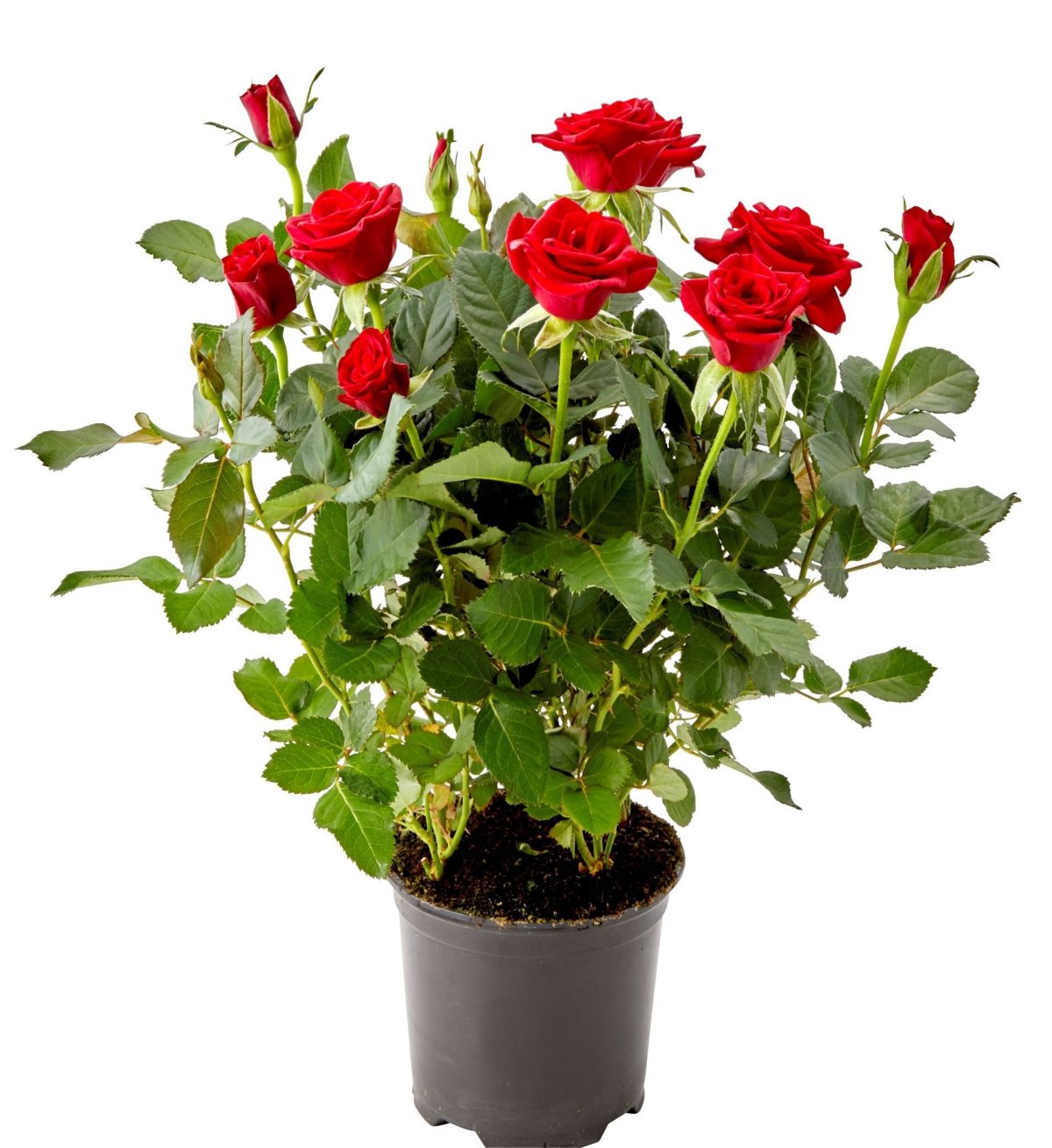 Роза Кордана (Rosa Kordana)