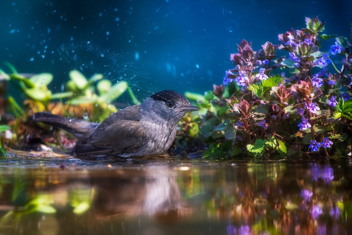 Природа вода птицы