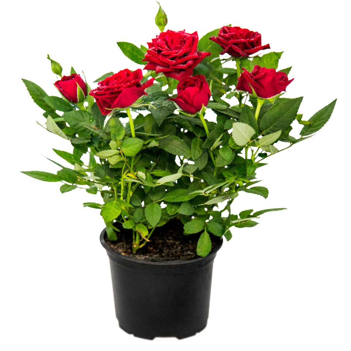 Роза Кордана (Rosa Kordana)