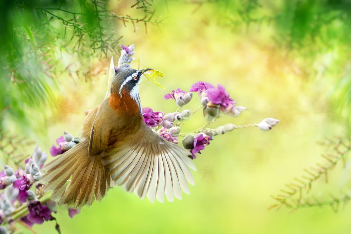 Фон природа птицы