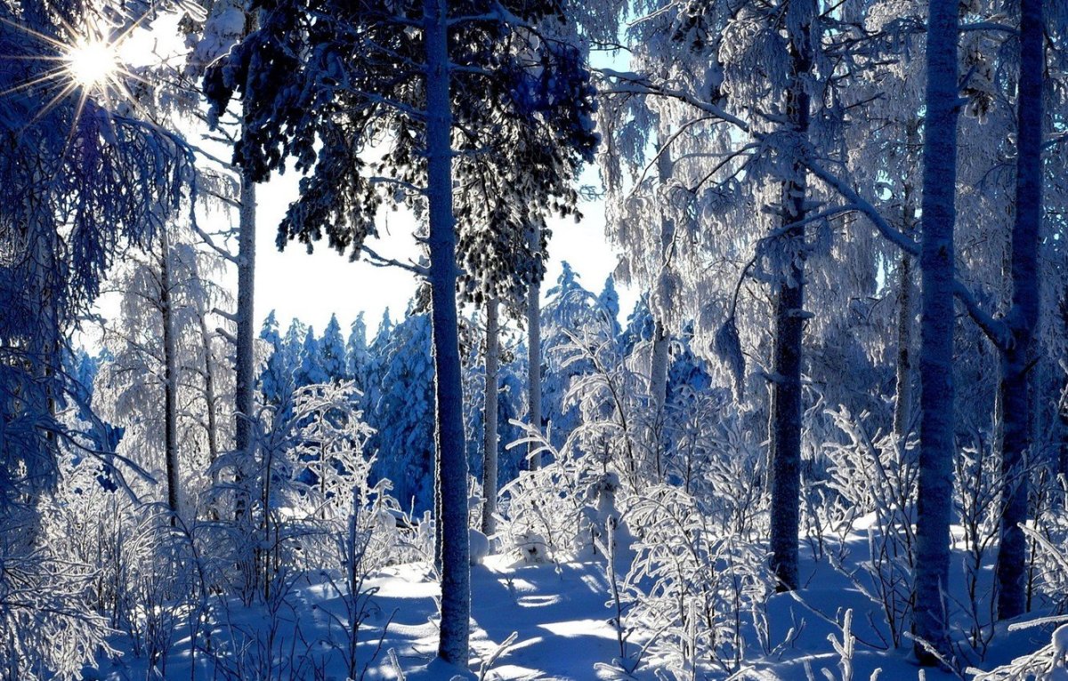 Зимний лес