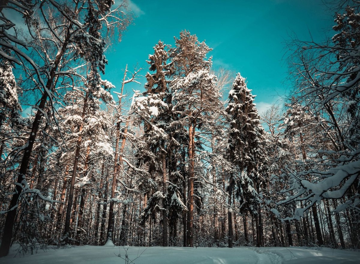 Зимой в лесу
