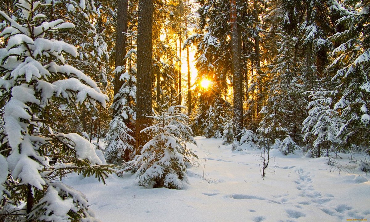 Красивый зимний лес