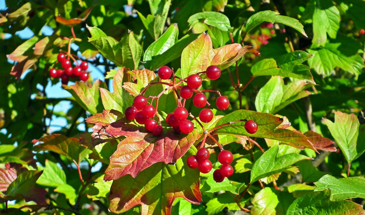 Калина Viburnum дерево