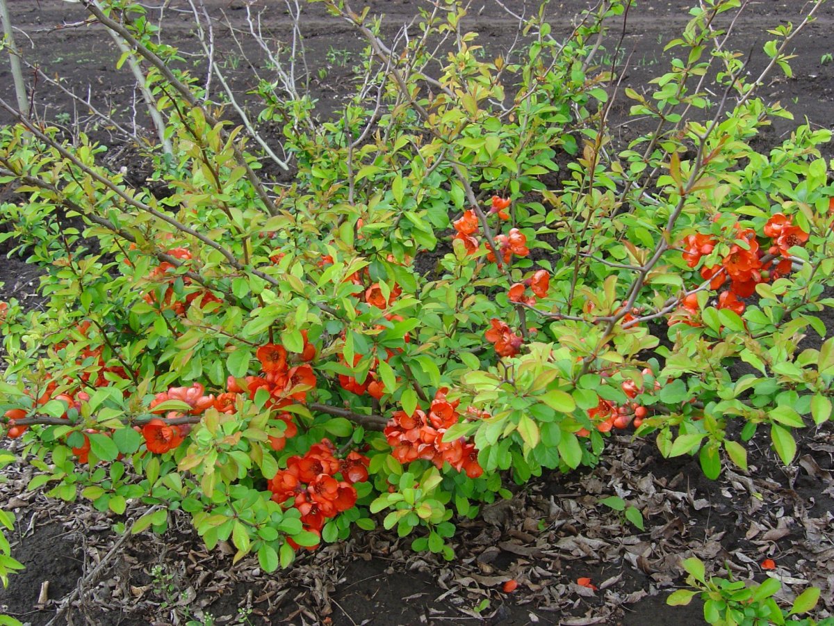 Айва японская декоративная кустарник